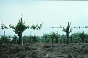 PD symptoms slow spring vineyard growth